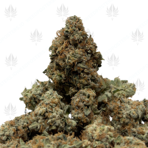 WHITE WEDDING (LSO EXOTICS) - Image 1