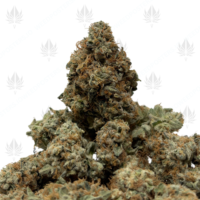 WHITE WEDDING (LSO EXOTICS)