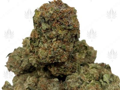 Cannabis 101 A Beginner's Guide to Weed in Canada