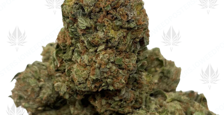 Cannabis 101 A Beginner's Guide to Weed in Canada