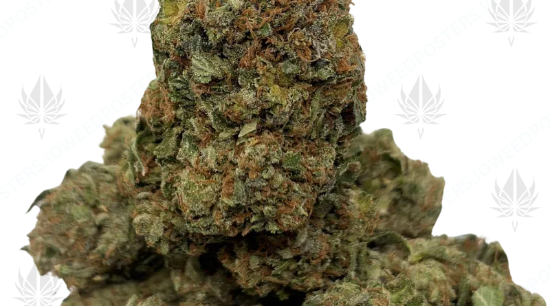 Cannabis 101 A Beginner's Guide to Weed in Canada